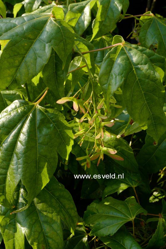 Acer elegantulum