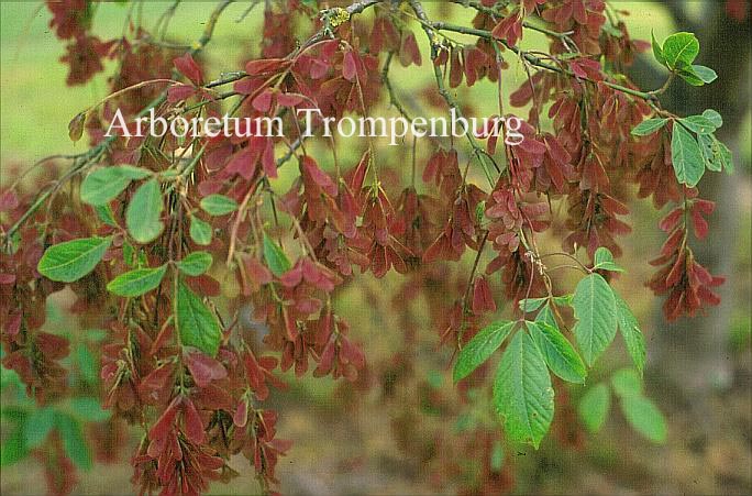 Acer henryi