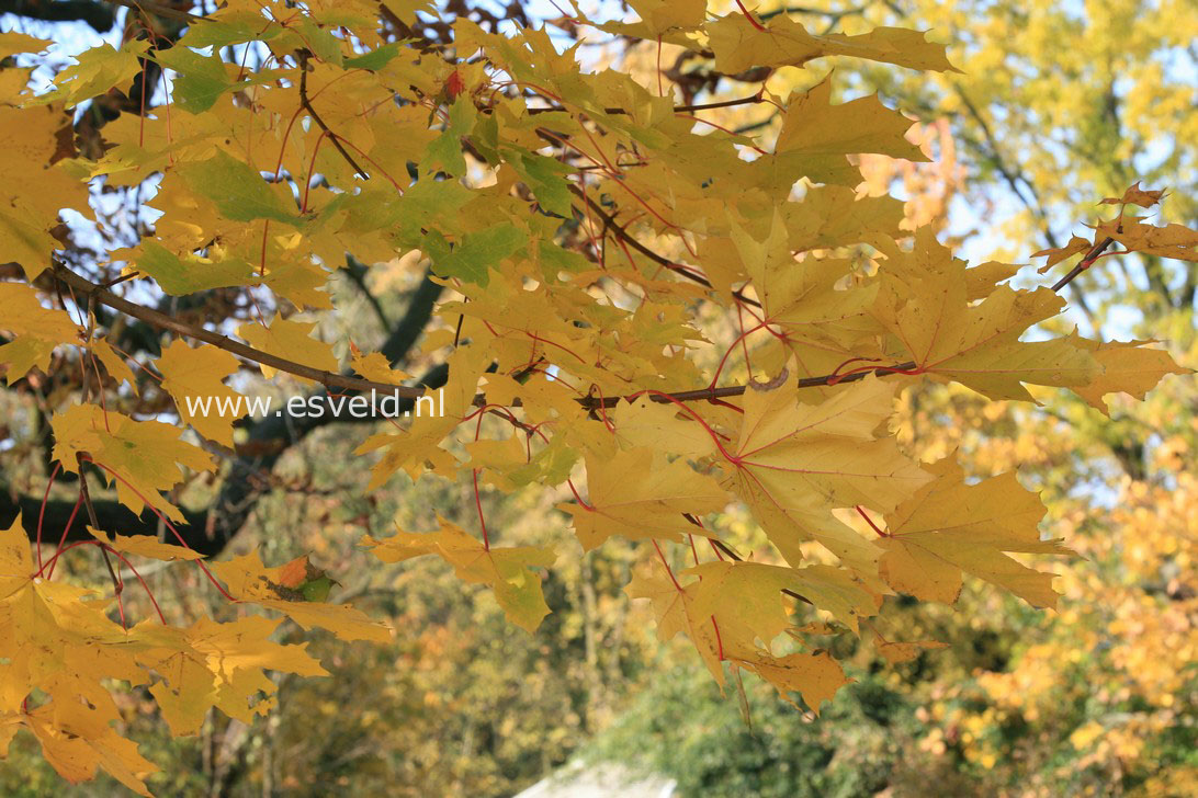 Acer macrophyllum