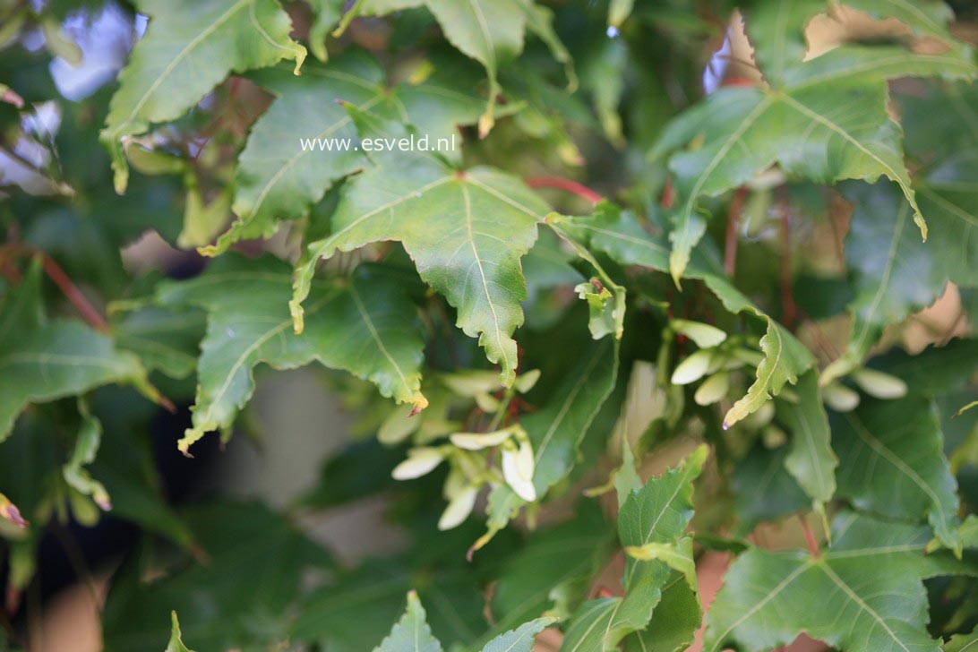 Acer oliverianum ssp. formosanum