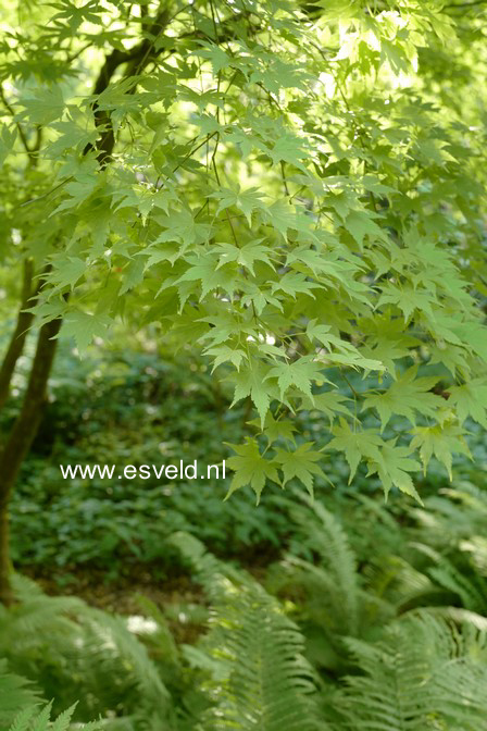 Acer palmatum 'Aureum'