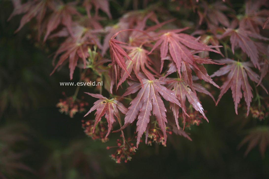 Acer palmatum 'Azuma-murasaki'