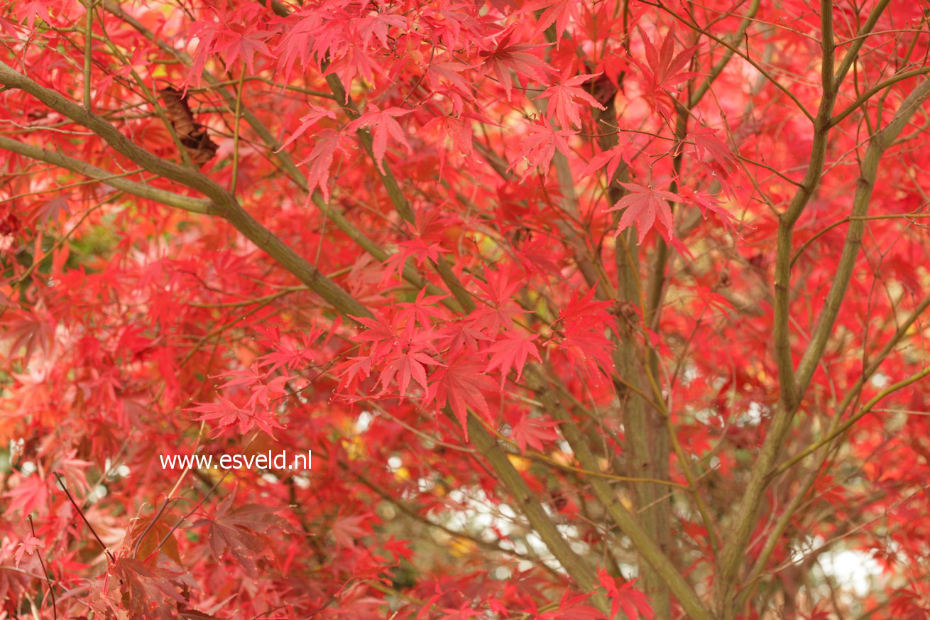 Acer palmatum 'Chitose-yama'