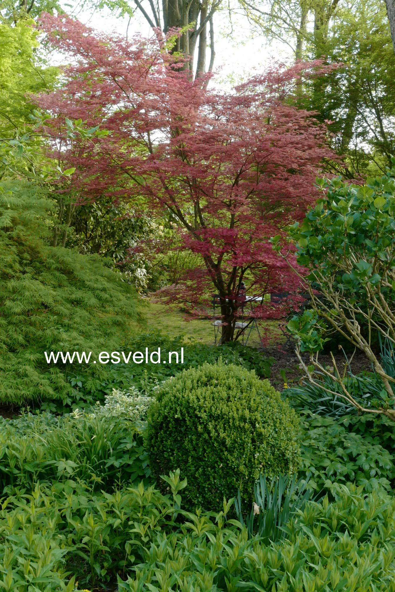 Acer palmatum 'De-shohjoh'