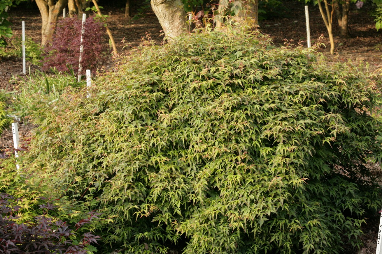 Acer palmatum 'Diana'