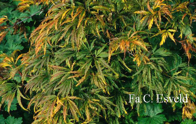Acer palmatum 'Dissectum Paucum'