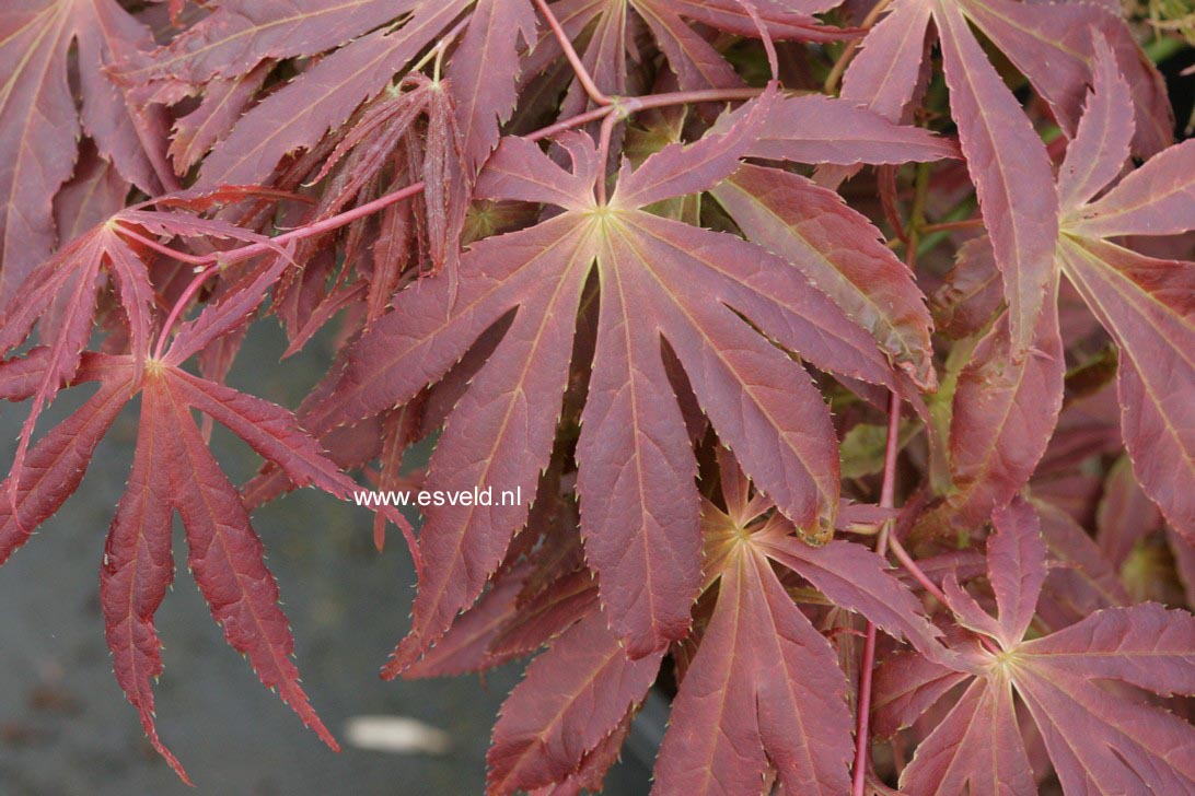 Acer palmatum 'Fior d'Arancio'