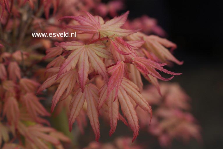 Acer palmatum 'Marakumo' (Hort. non Japan)