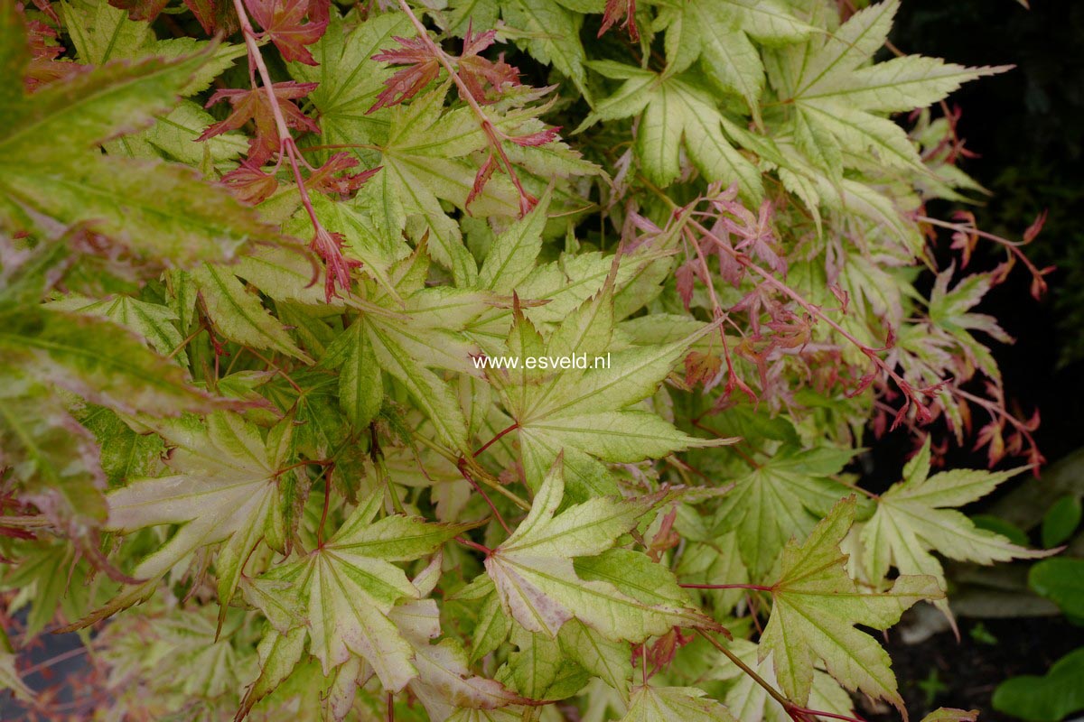 Acer palmatum 'Momoiro-koyasan'