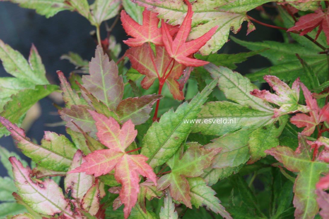 Acer palmatum 'Naniwa-beni'