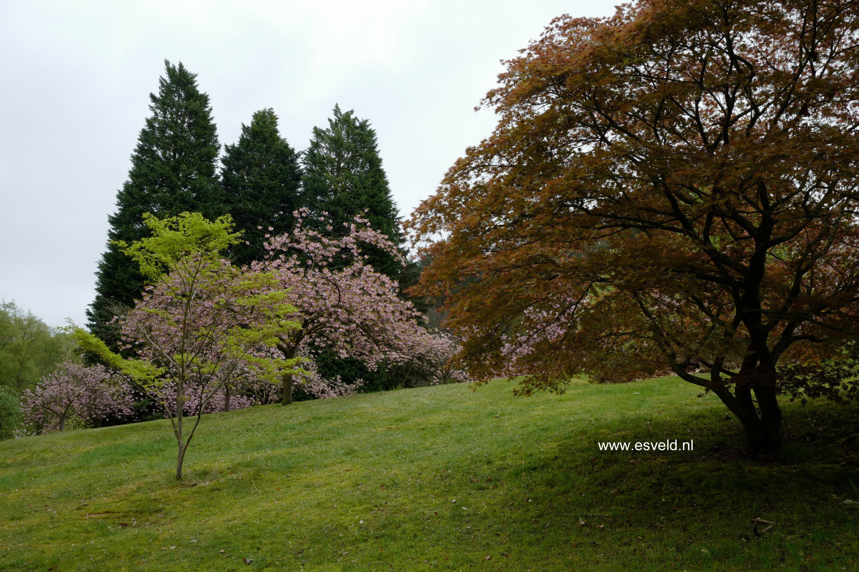 Acer palmatum 'Nicholsonii'