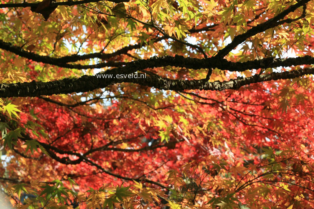 Acer palmatum 'Nishiki-gawa'