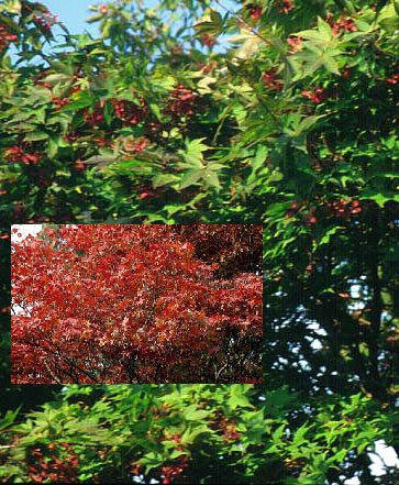 Acer palmatum 'Osakazuki'