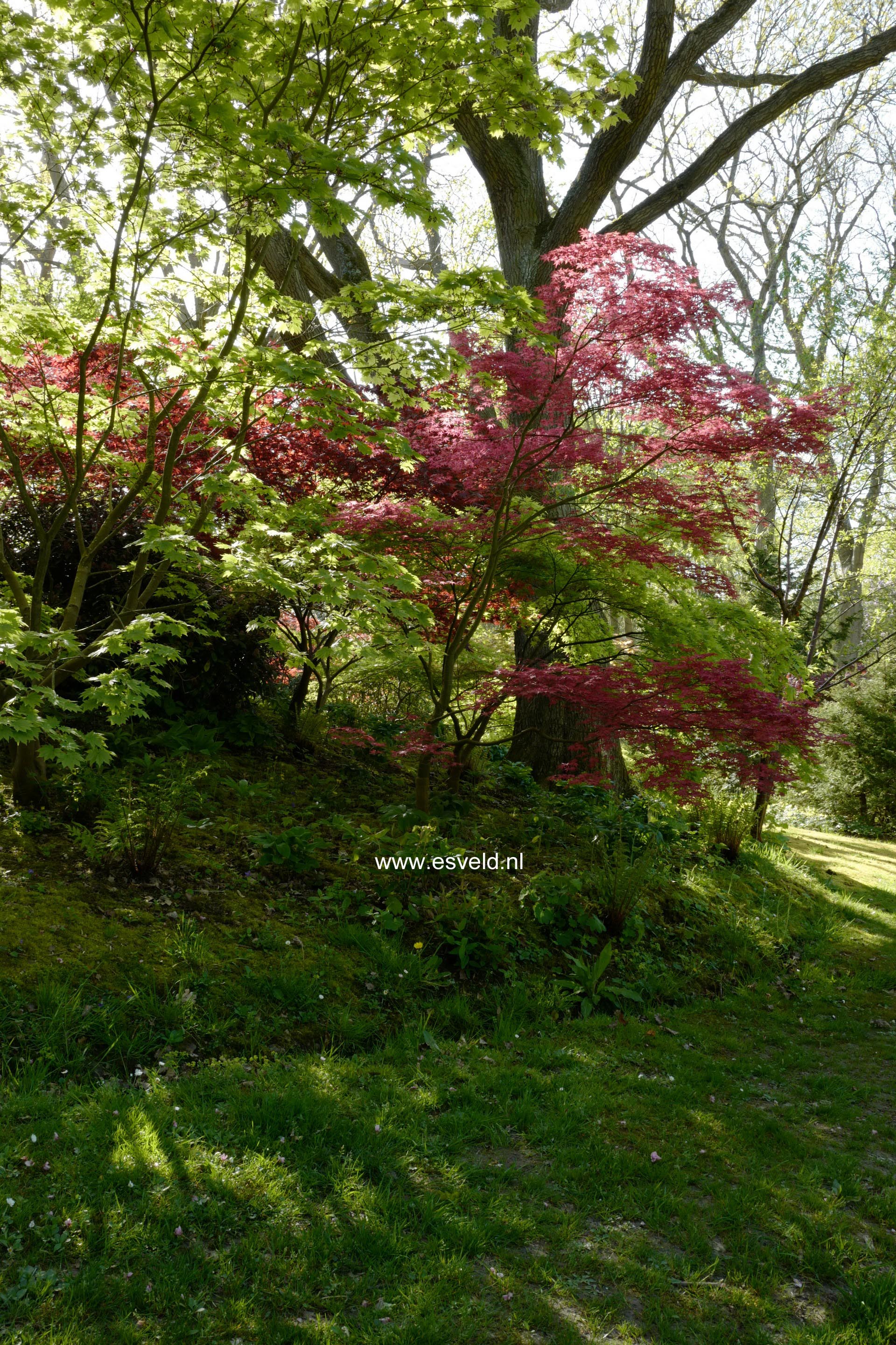 Acer palmatum 'Otome-zakura'