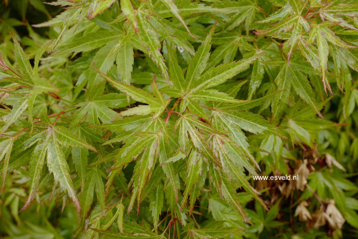 Acer palmatum 'Wilson's Pink Dwarf'