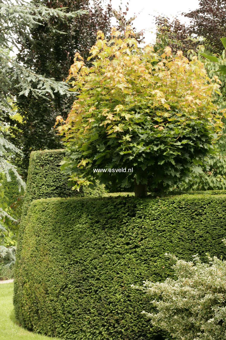 Acer platanoides 'Globosum'