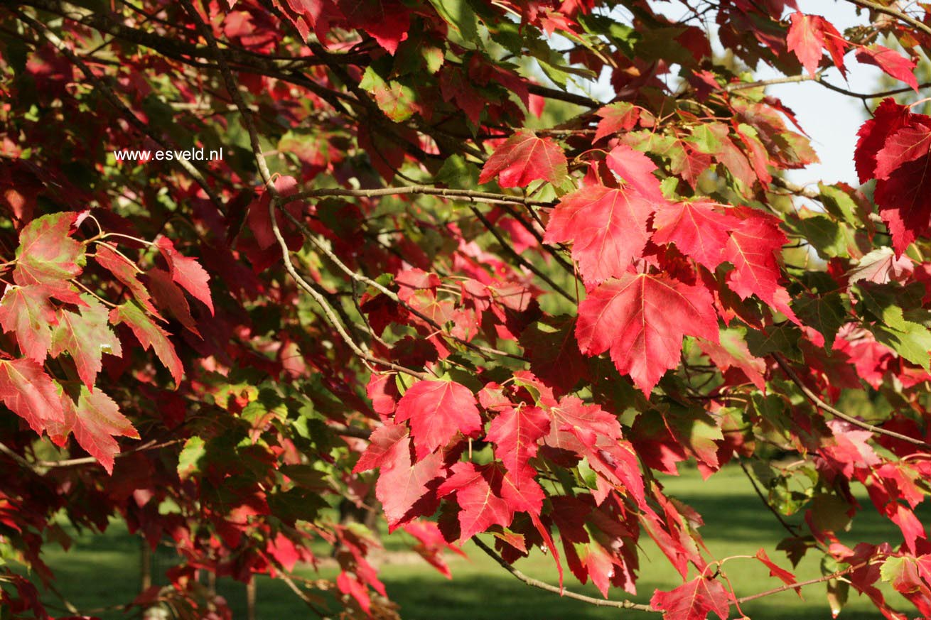 Acer rubrum 'Schlesingeri'