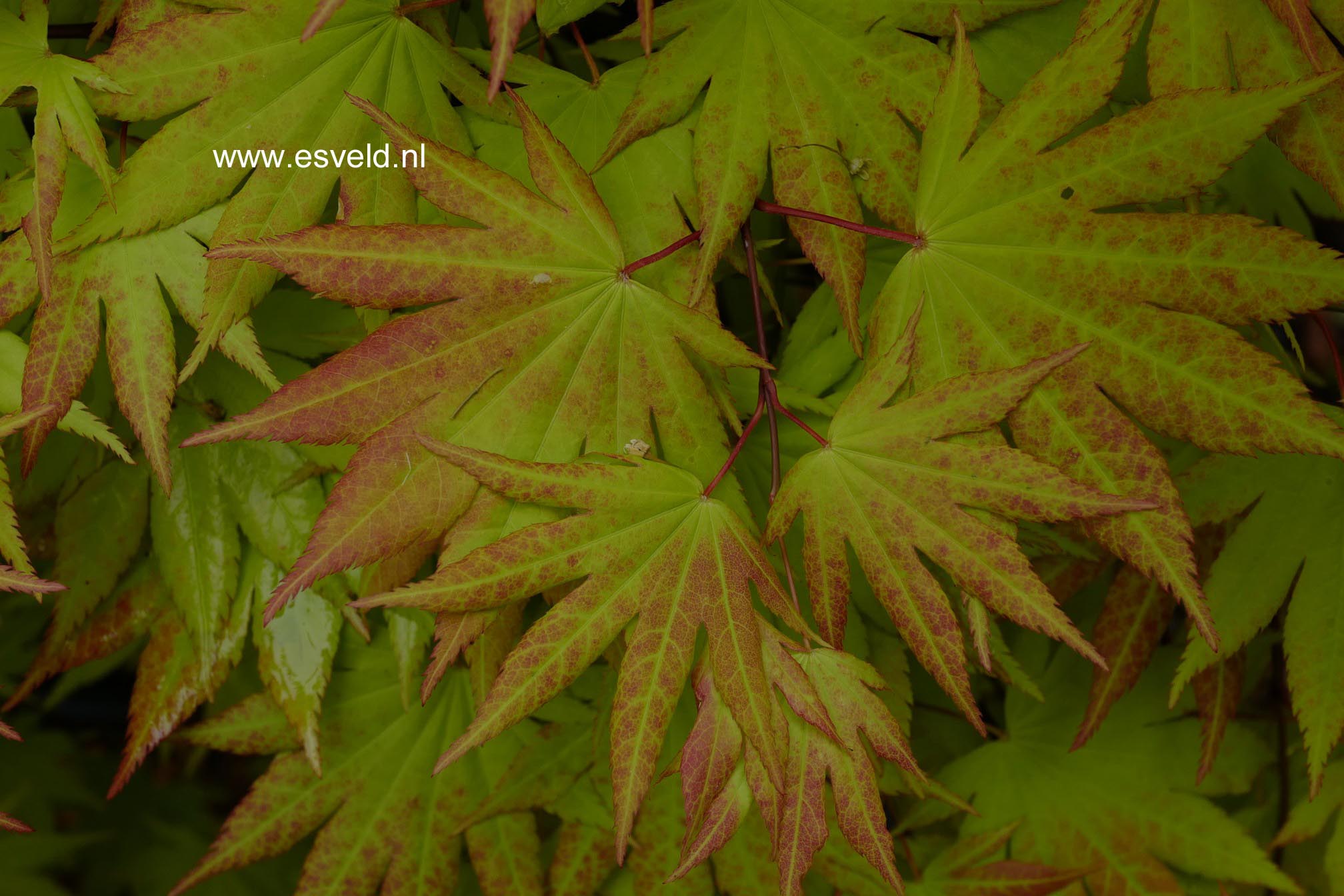 Acer shirasawanum 'Autumn Moon'