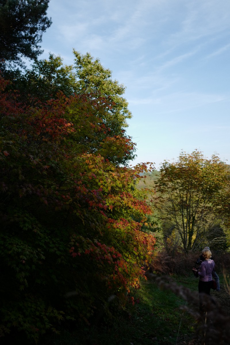 Acer sieboldianum