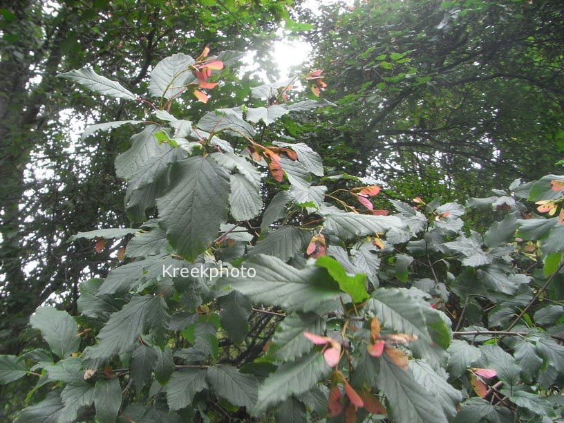 Acer tataricum