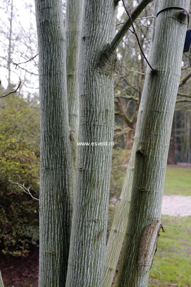 Acer tegmentosum 'White Tigress'