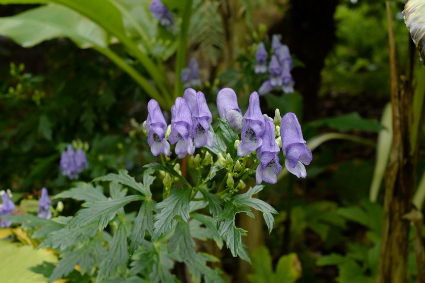 Aconitum napellus