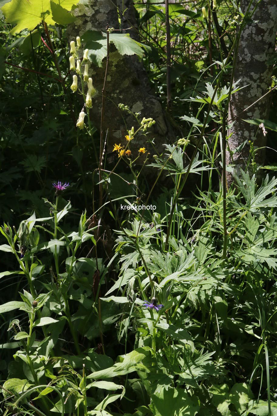 Aconitum vulparia