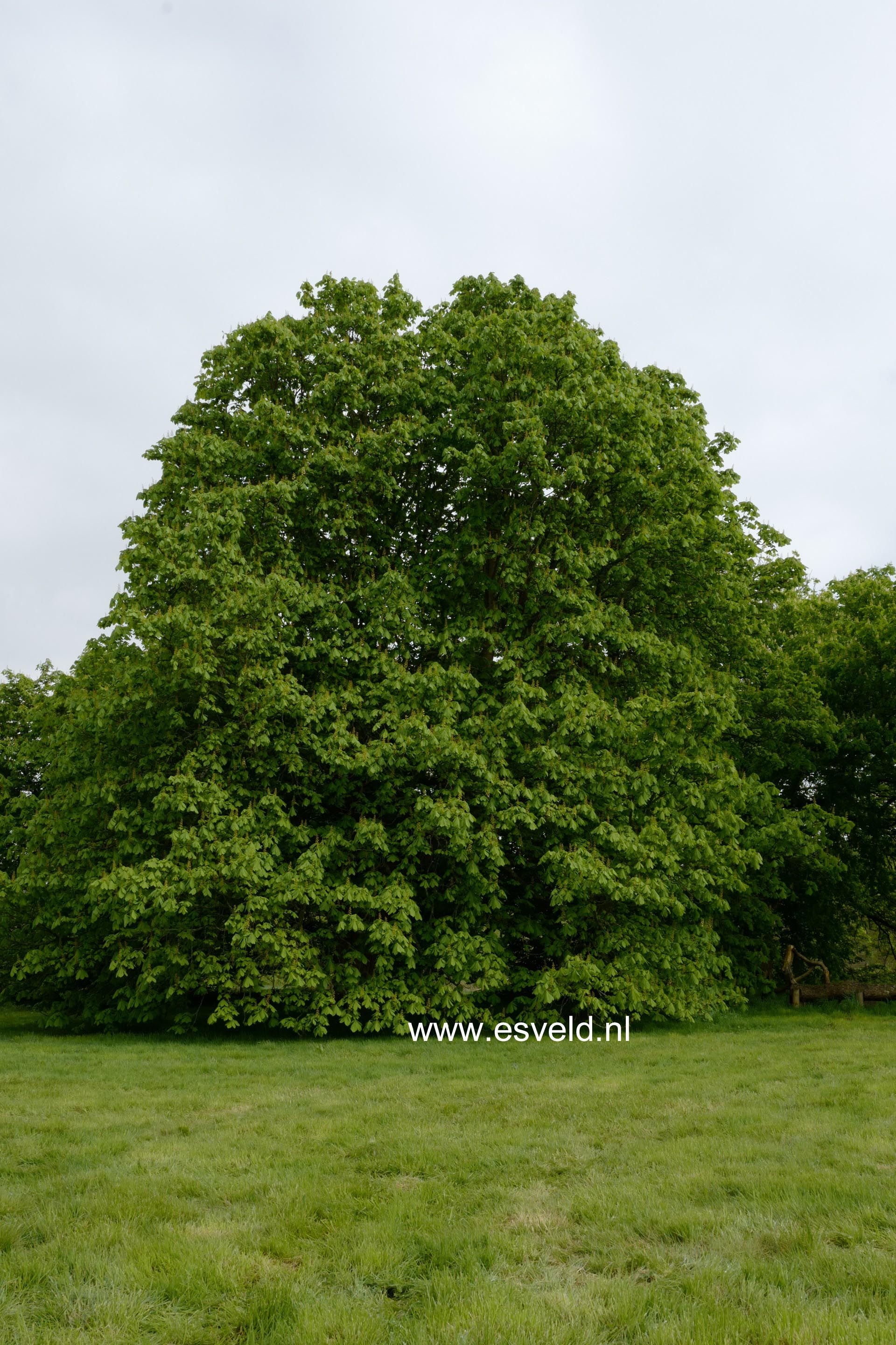 Aesculus hippocastanum