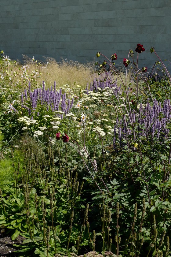 Agastache 'Black Adder'