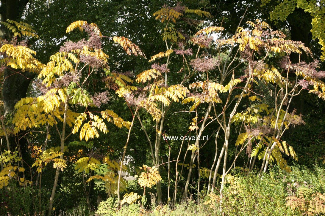 Aralia elata