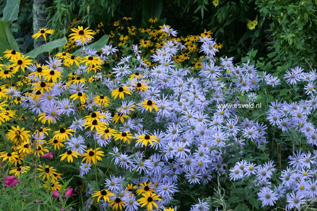 Aster frikartii 'Moench'