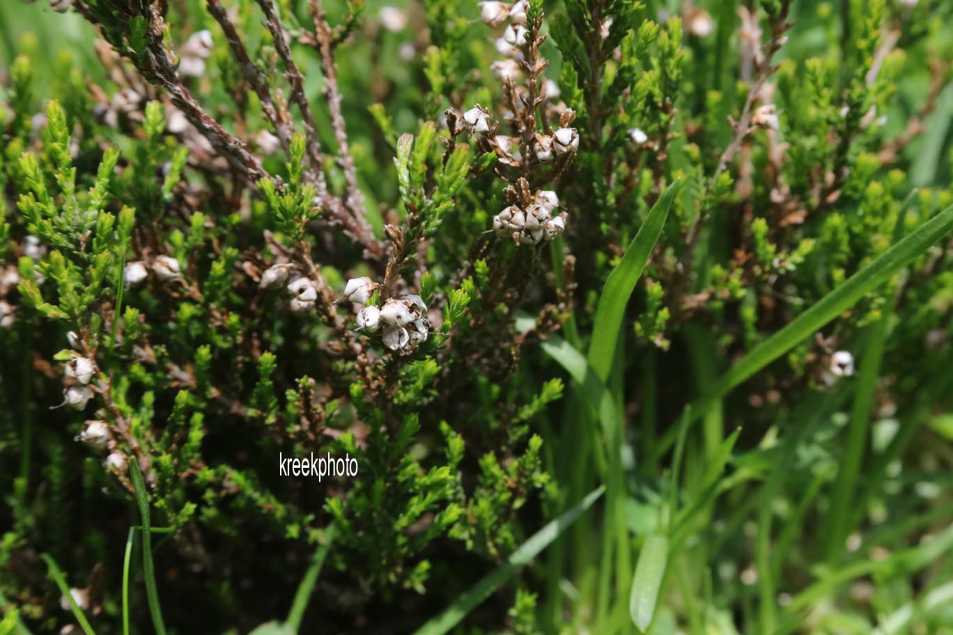 Calluna vulgaris