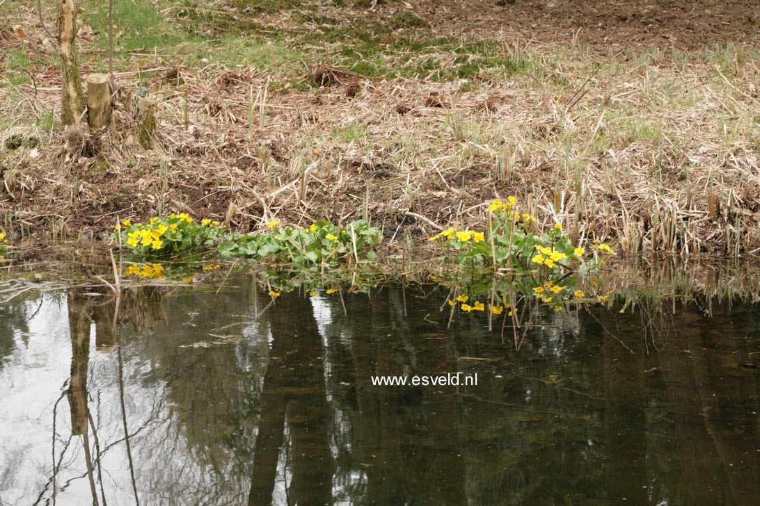 Caltha palustris