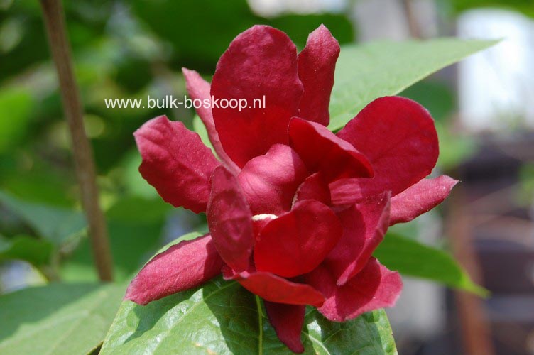 Calycanthus raulstonii 'Hartlage Wine'