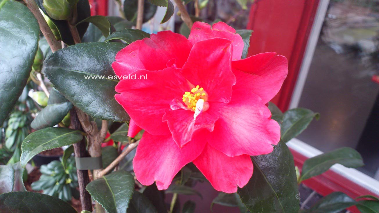 Camellia 'Freedom Bell'