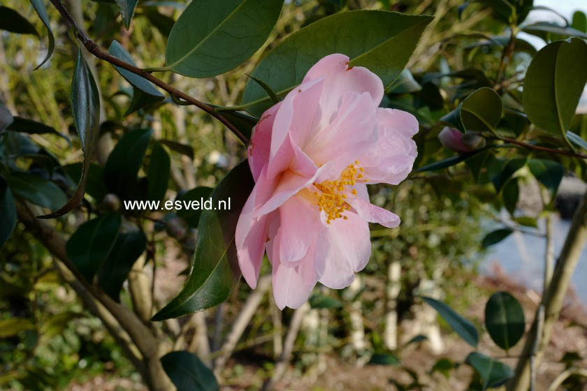 Camellia 'Pink Icicle'