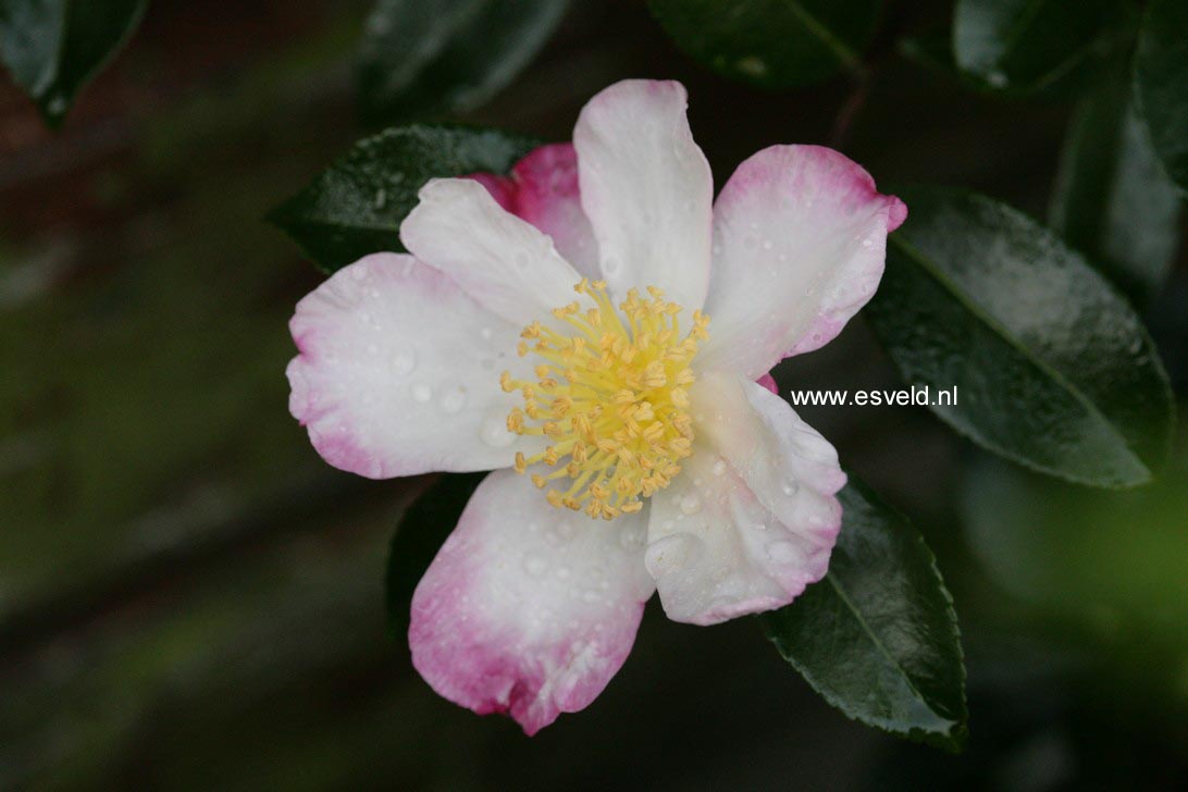 Camellia sasanqua 'Rainbow'