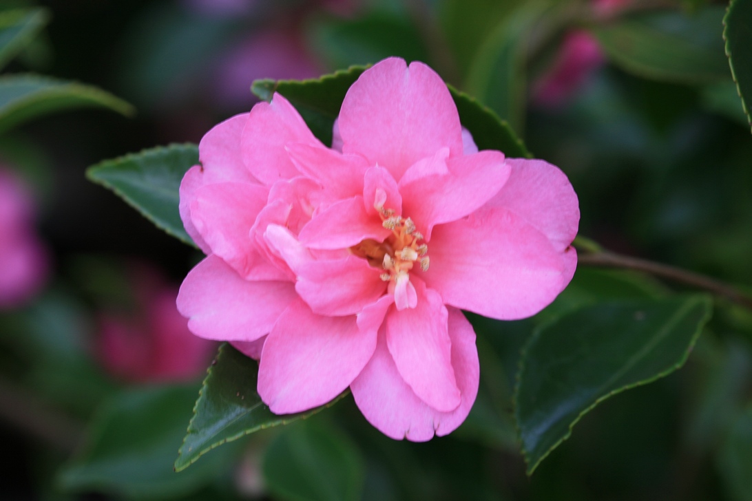 Camellia sasanqua 'Showa-no-sakae'