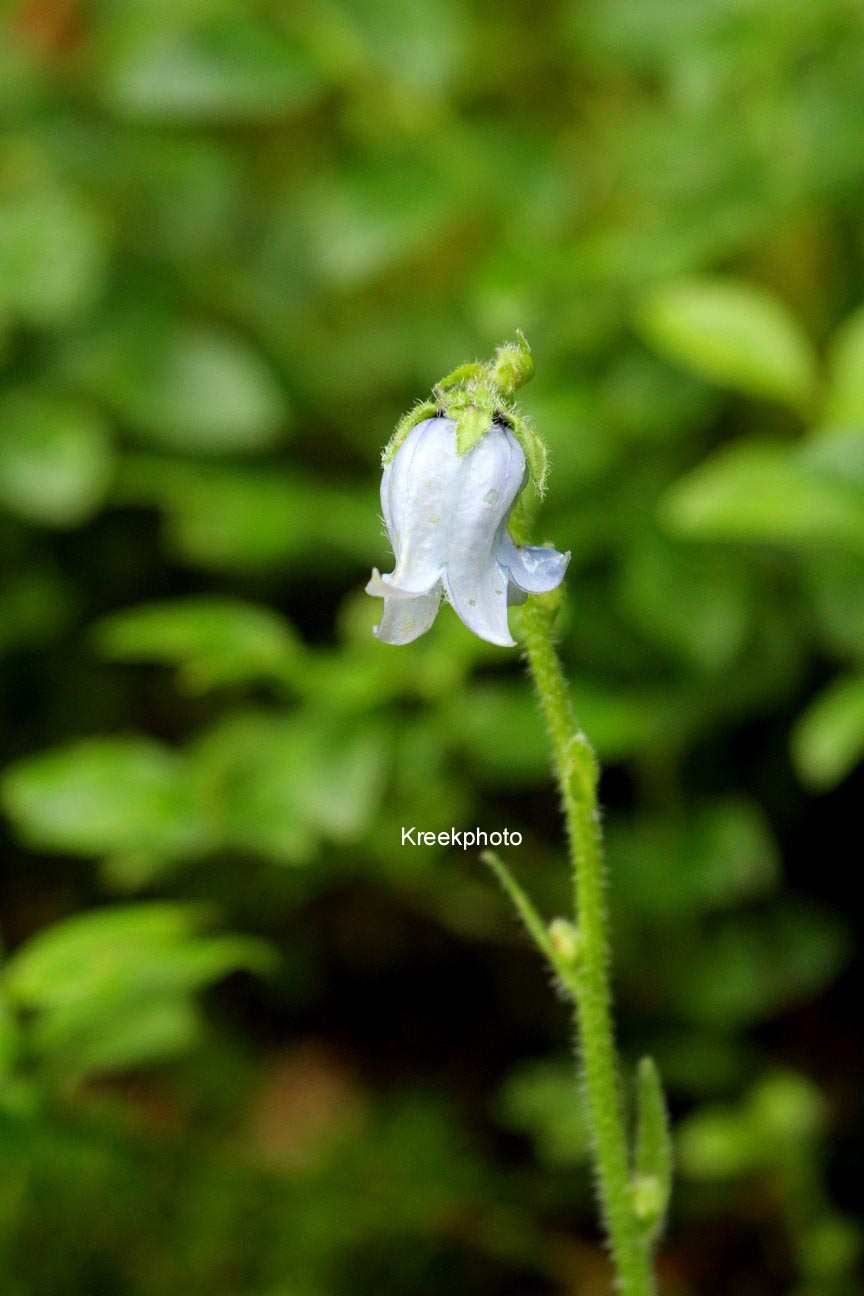 Campanula barbata