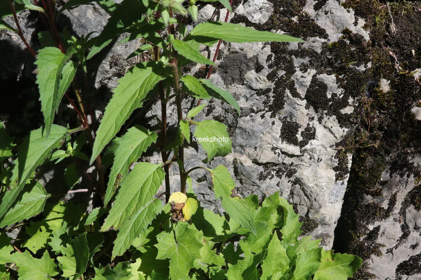Campanula rapunculoides