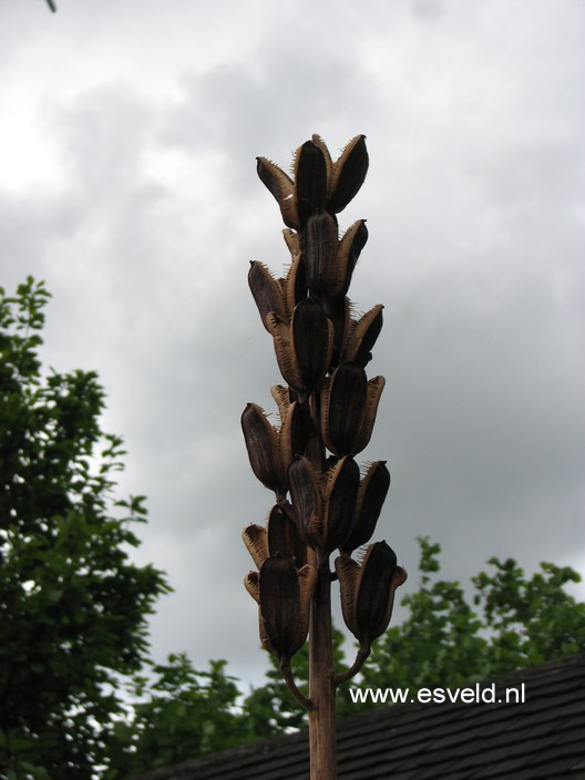Cardiocrinum giganteum
