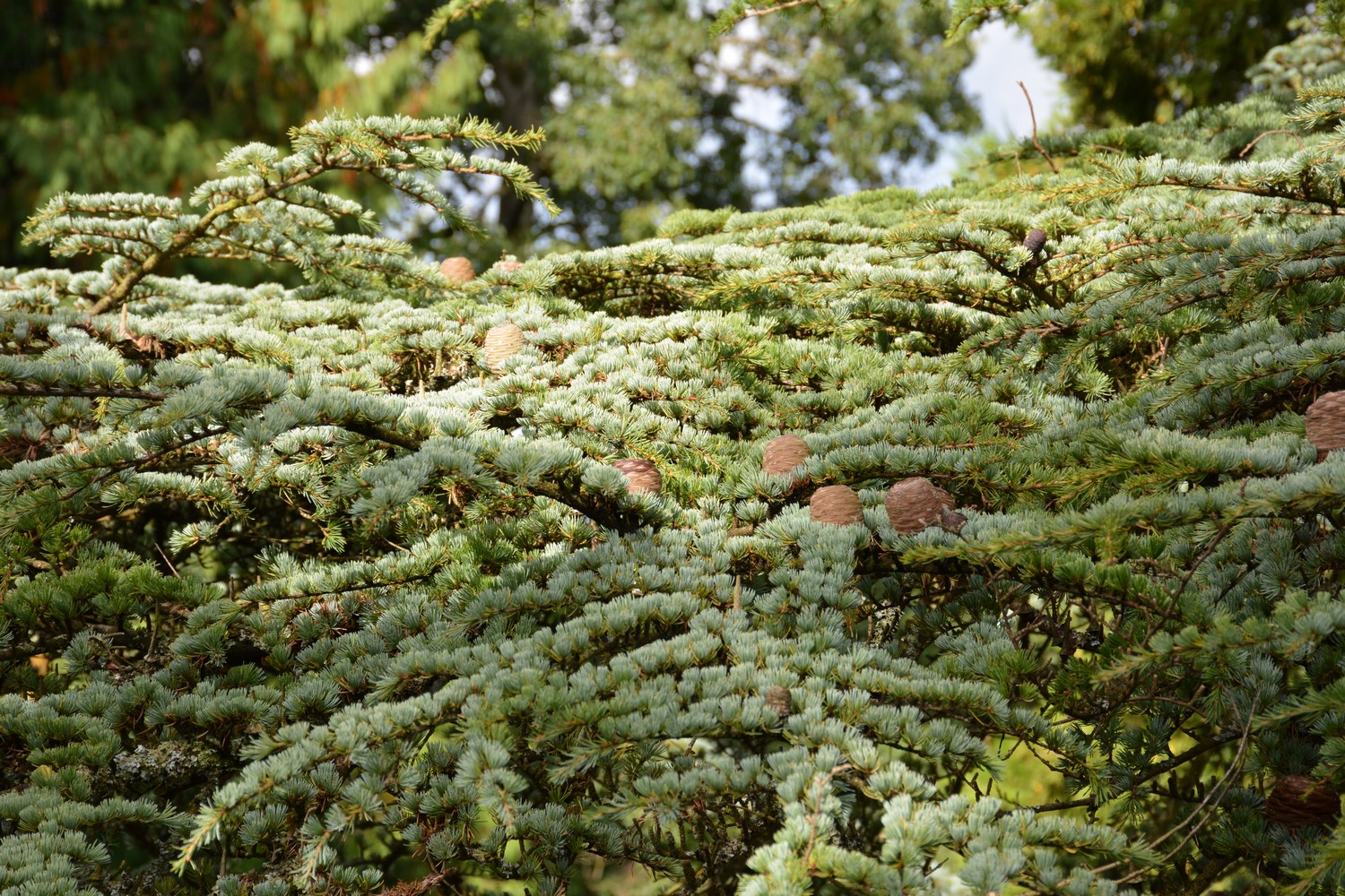 Cedrus libani 'Glauca Group'