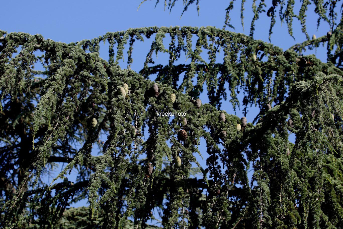 Cedrus libani