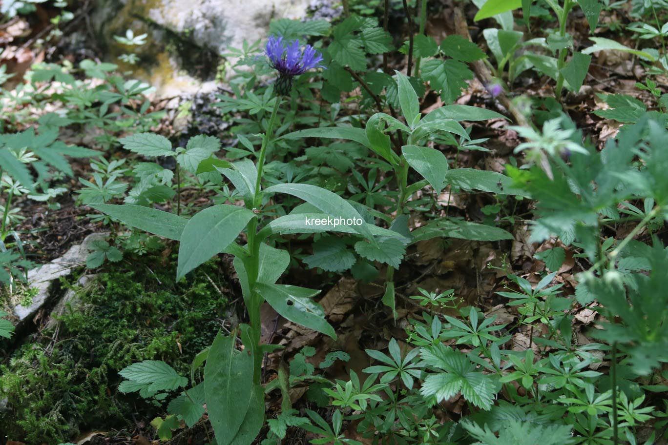 Centaurea montana