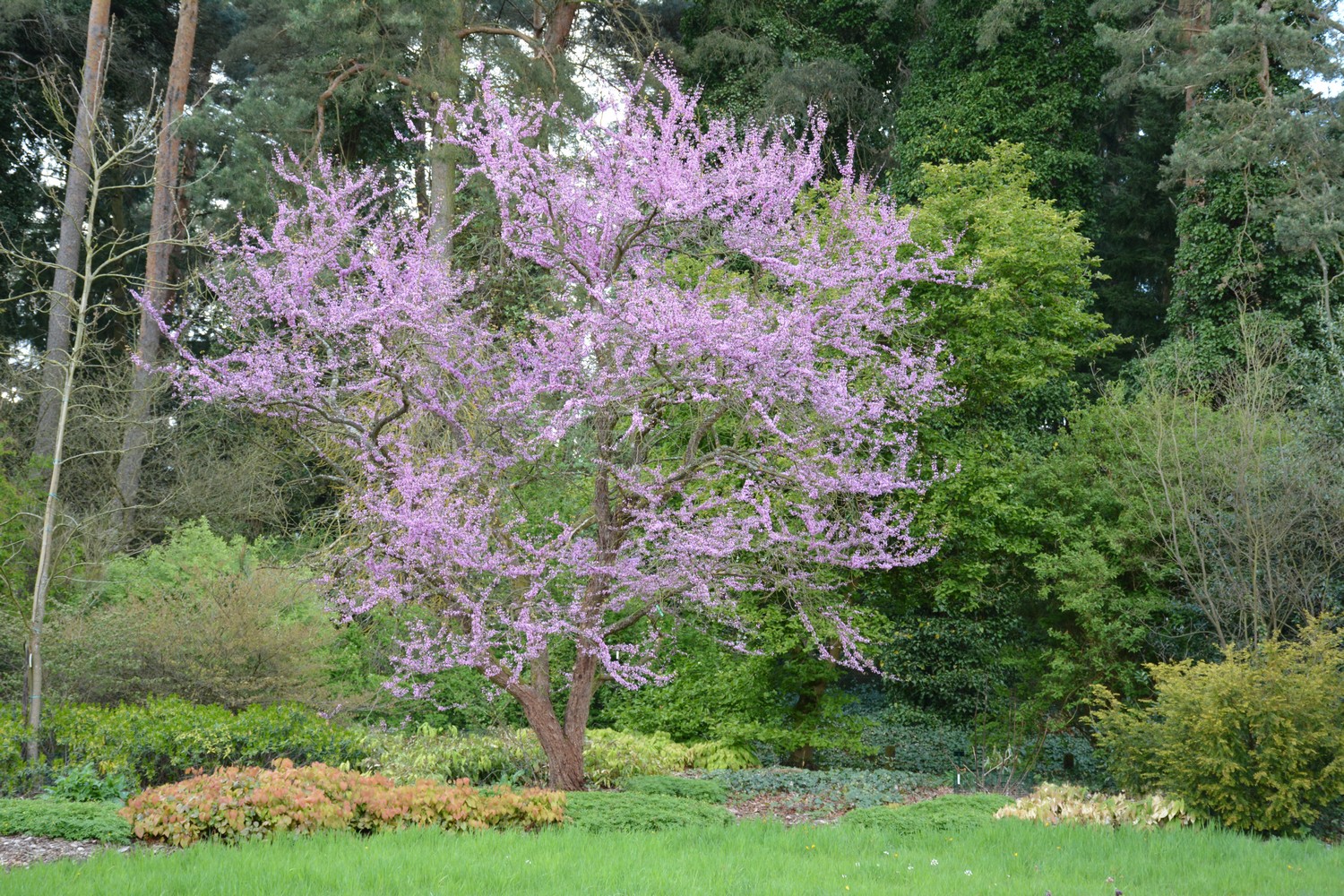 Cercis canadensis