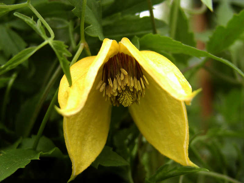 Clematis tibetana tangutica