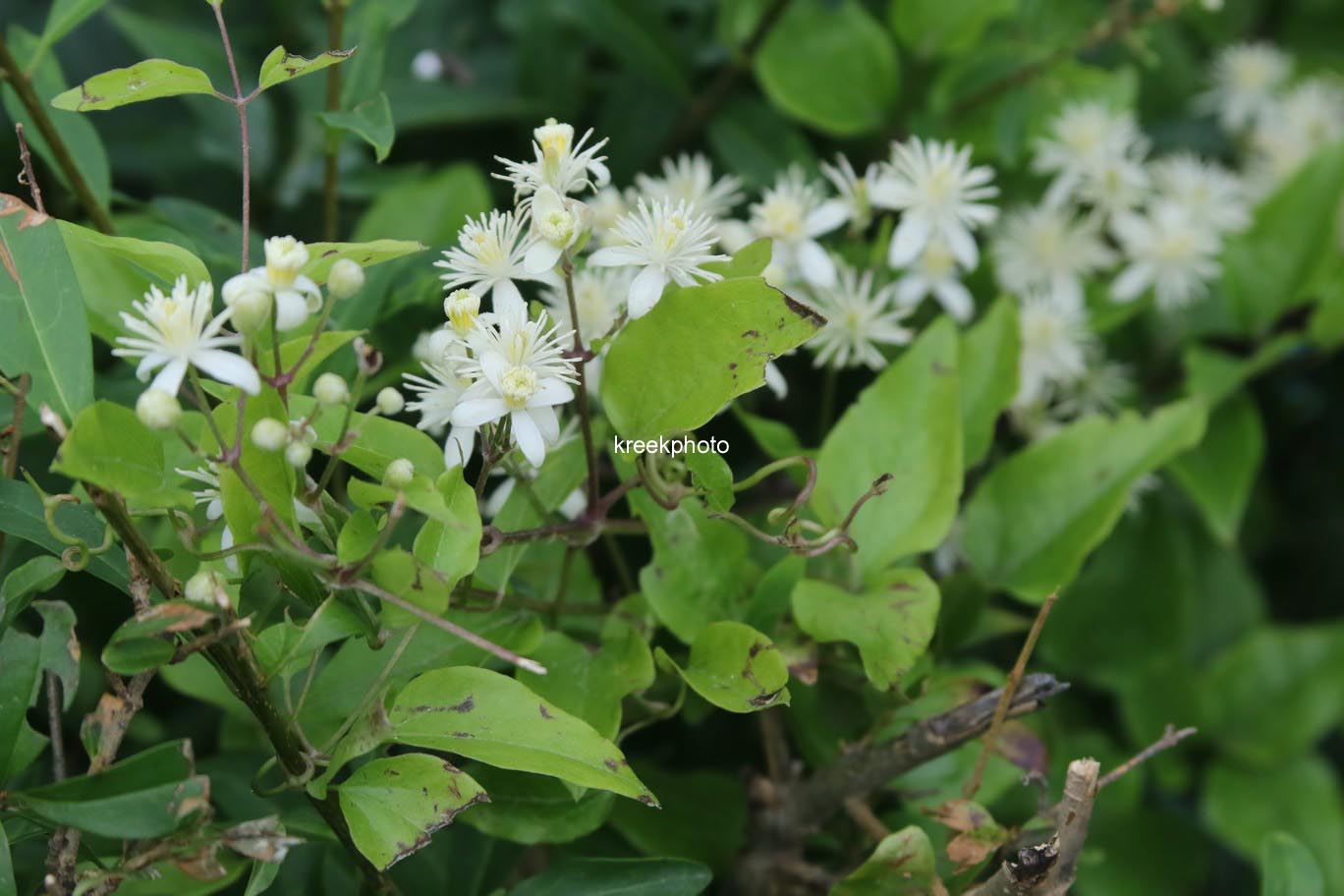 Clematis vitalba