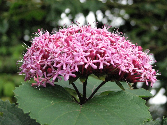 Clerodendrum bungei