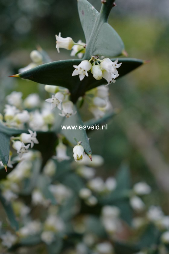 Colletia paradoxa