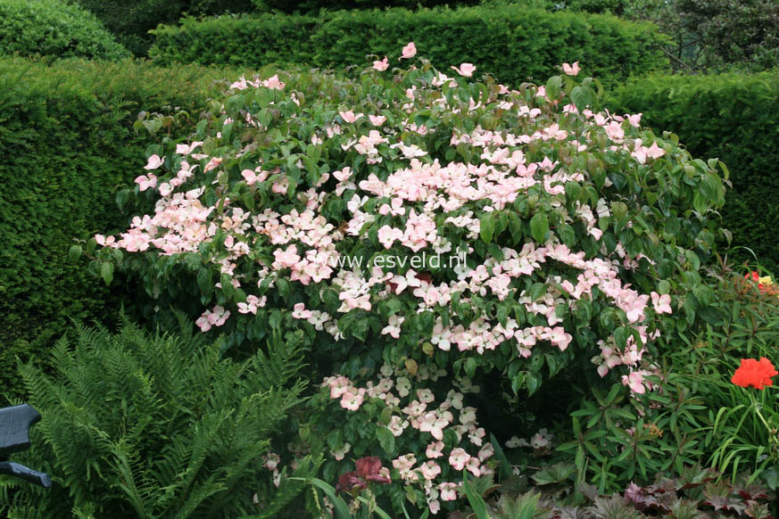 Cornus kousa 'Satomi'
